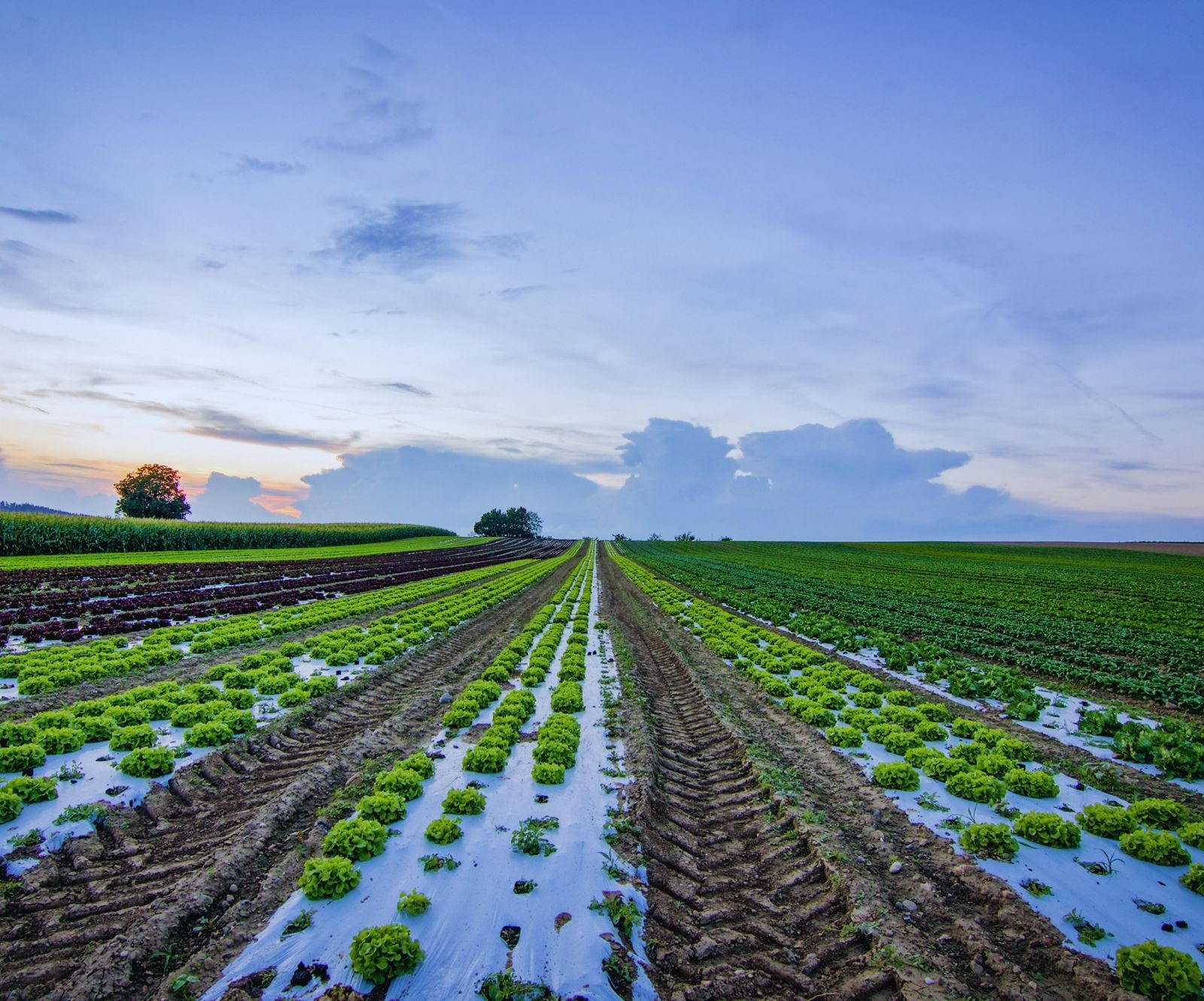 Imagen para la categoría Agro
