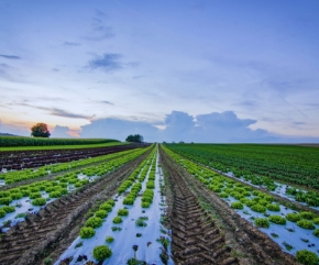 Imagem para a categoria Agro